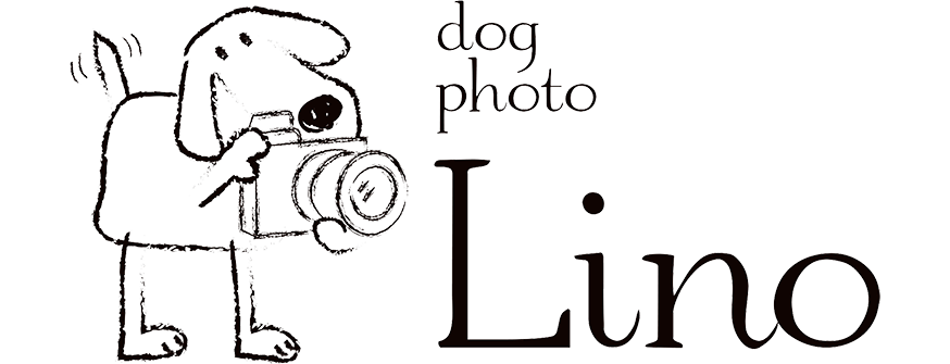 LinkIcon
